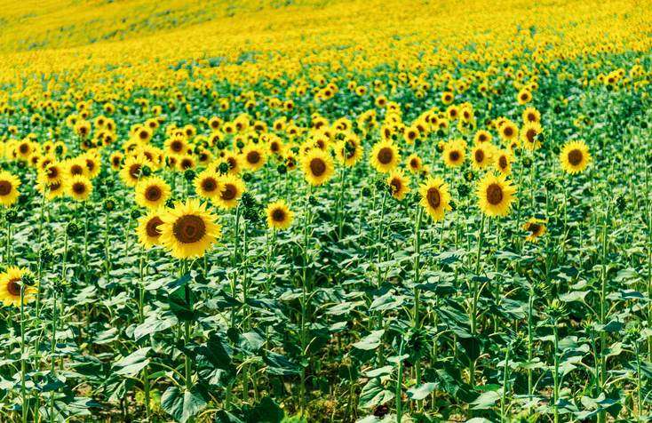 Close-up of sunflower in a field, rural Virginia landscape