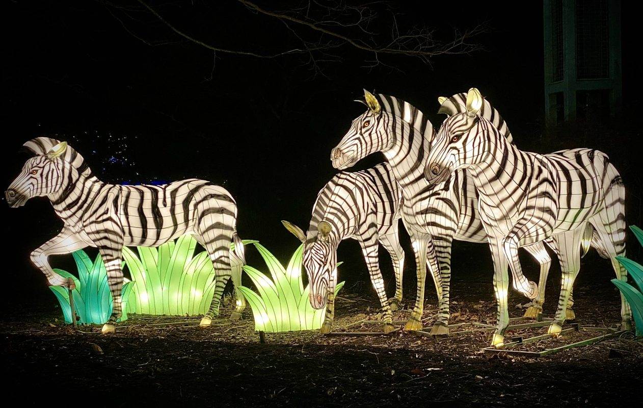 Glowing zebra sculptures light up the the Smithsonian Zoo Holiday Light event.