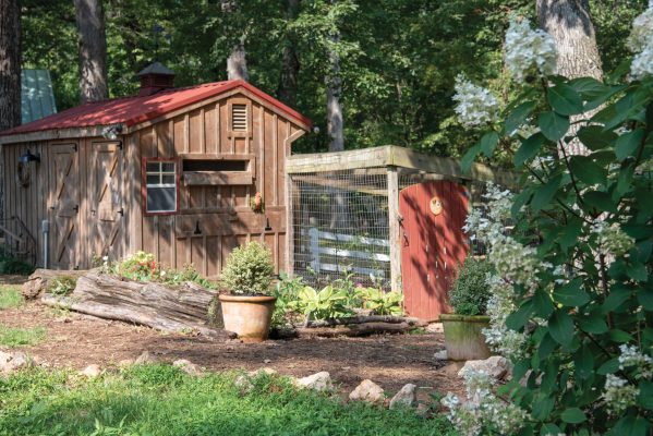 Beautiful chicken coop with lots of greenery in Charlottesville, Virginia