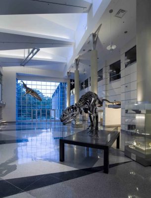 Dinosaur skeleton in a museum