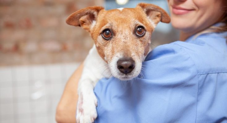 cute dog held by veterinarian